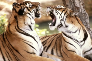 Bengal Tigers3403313235 300x200 - Bengal Tigers - tigers, Tiger, Bengal